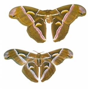 FOR SALE, Samia canningi eggs