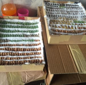FOR SALE, Discounted Pupae from Philippines