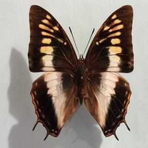 EBAY, rare charaxes plantroui♀ and northcotti♀ (guinea)