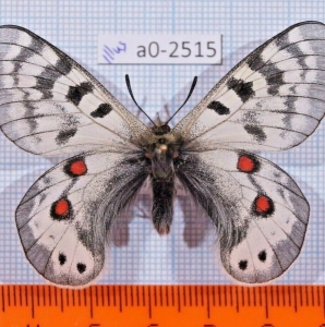 EBAY, Parnassius staudingeri illustris