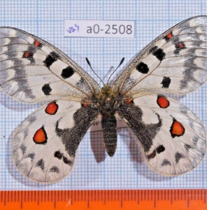 EBAY, Parnassius phoebus vaschenkoi