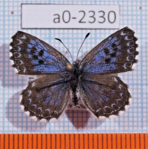EBAY, Scolitantides orion