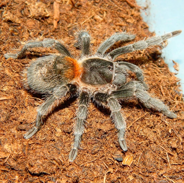 FOR SALE, Chilean Dwarf Flame Tarantula