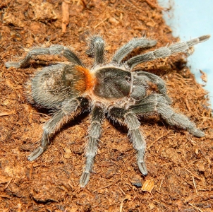 FOR SALE, Chilean Dwarf Flame Tarantula 