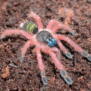 FOR SALE, Blue Fang Skeleton Tarantula