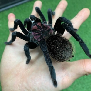 FOR SALE, Xenesthis sp white for sale 