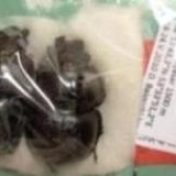 FOR SALE, Lethrus and other Scarabaeoidea