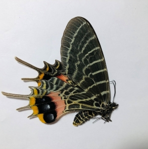 FOR SALE, Fantastic female of bhutanitis lidderdalii spinosa