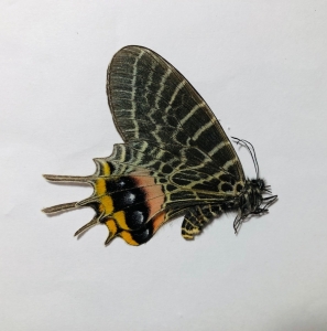 FOR SALE, Amazing pair of bhutanitis lidderdalii ailaonensis