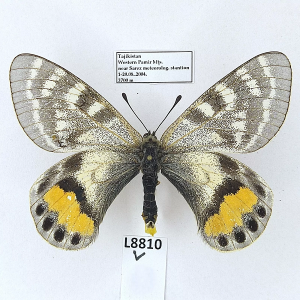 FOR SALE, +++ Parnassius autocrator - TAJIKISTAN +++