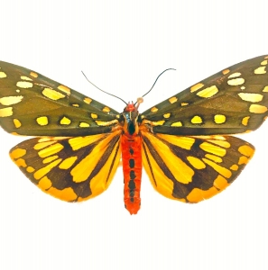 FOR SALE, Callimorpha Himalaja