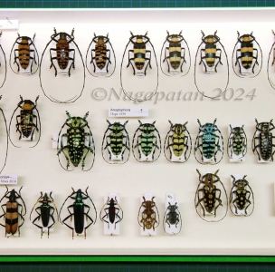 FOR SALE, Anoplophora - Nemophas - Pseudoeuchitonia & al