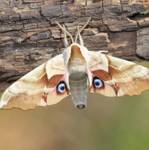 FOR SALE, Smerinthus ophthalmica pupae