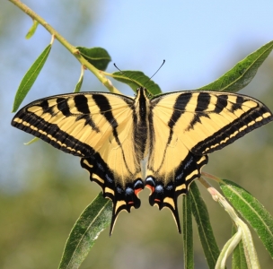 FOR SALE, Papilio rutulus pupae