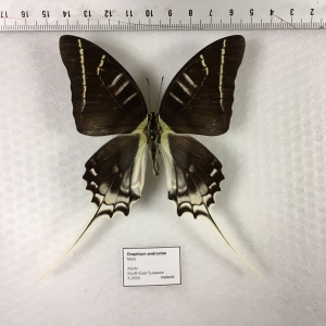 FOR SALE, MELANIC Graphium androcles 