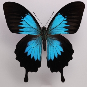 WANT TO BUY, Achillides (Papilionidae)