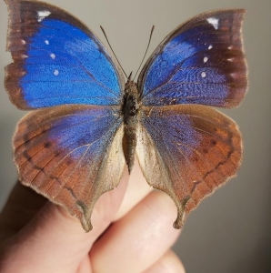 EBAY,  rare kallima jacksoni junonia cymodoce lugens