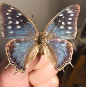 EBAY, charaxes eteocles alladinis morph very nice !!