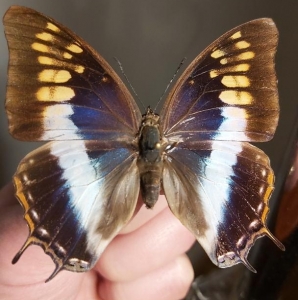 EBAY, rare charaxes from guinea