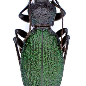 EBAY, Palearctic Carabus on E-bay auction