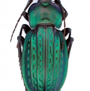 EBAY, Palearctic Carabus on E-bay auction