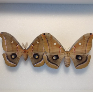 FOR SALE, Antheraea polyphemus papered pairs