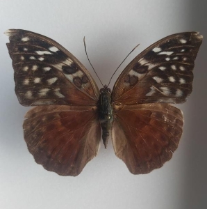 EBAY, rare charaxes and euphaedra