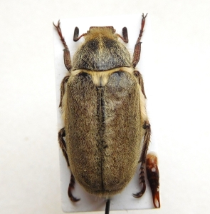 FOR SALE, Anoxia candidae sp.n.2022 and other Scarabaeoidea
