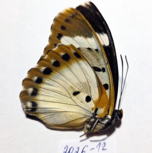 EBAY, EUPHAEDRA FOR SALE