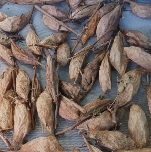 FOR SALE, Cecropia moth cocoons 