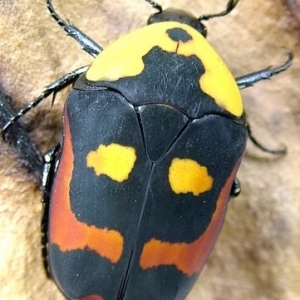 FOR SALE, Rare and new  Scarabaeoidea 