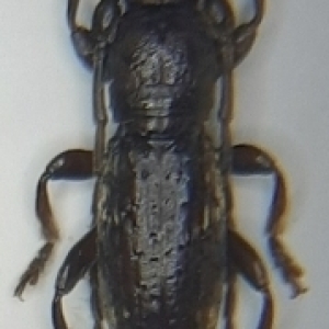 FOR SALE, Very Rare Cerambycidae