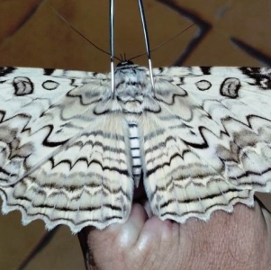 FOR SALE, TYZANEA AGRYPPINA