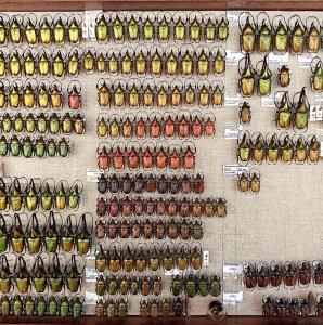 ANNOUNCEMENT, New entomology public auction, january 29th
