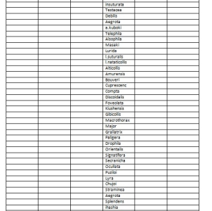 FOR SALE, new cerambycidae giant species !!