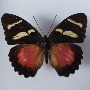 EBAY, **rare ** euphaedra christyi pair