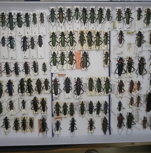 FOR SALE, calichromatini