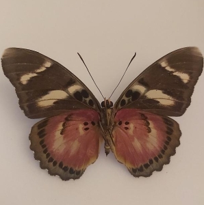 EBAY, **rare ** euphaedra christyi female **rare**