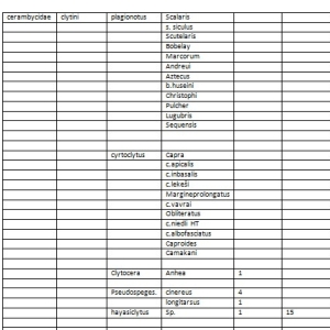 FOR SALE, new cerambycidae giant species !!