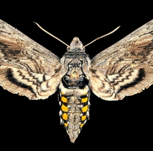 FOR SALE, pupae MANDUCA QUINQUEMACULATA 