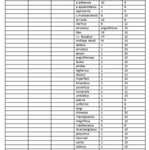 FOR SALE, giant cerambycidae verry rare very large specimen