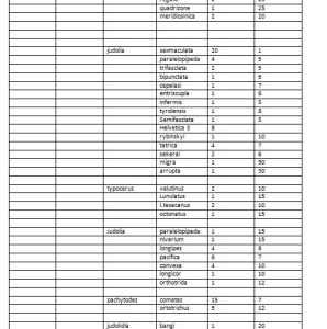 FOR SALE, giant cerambycidae verry rare very large specimen