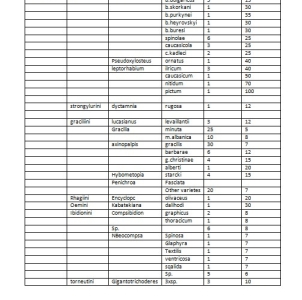 FOR SALE, giagant colection cerambycidae 4
