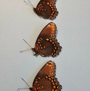 FOR SALE, Fresh Frozen Specimens