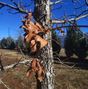 FOR SALE, Wild polyphemus cocoons 