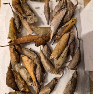 FOR SALE, Wild Callosamia Promethea