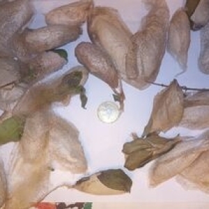 FOR SALE, Atlas moth cocoons 