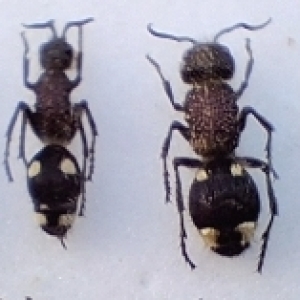 FOR SALE, Mutilidae from Zambia