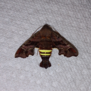 FOR SALE, Live Amphion floridensis pupae Nessus Sphinx 