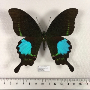 EBAY, Uncommon Achillides listed on Ebay